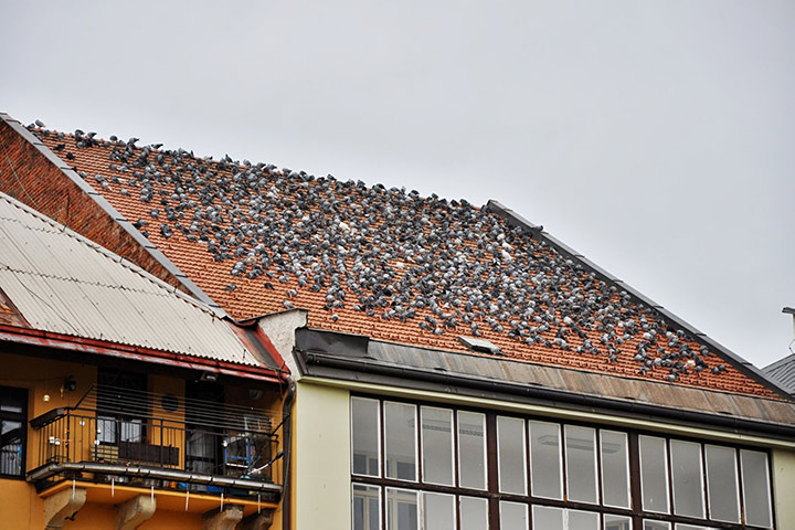 A2B Pest Control are able to install spikes to deter birds from roofs in Soho. 