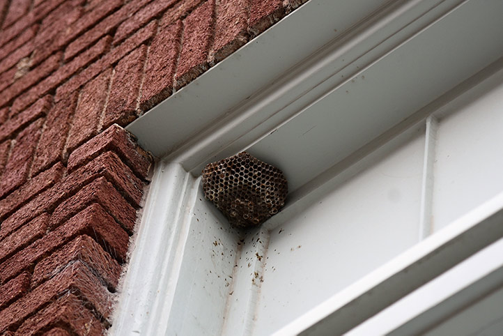 We provide a wasp nest removal service for domestic and commercial properties in Soho.